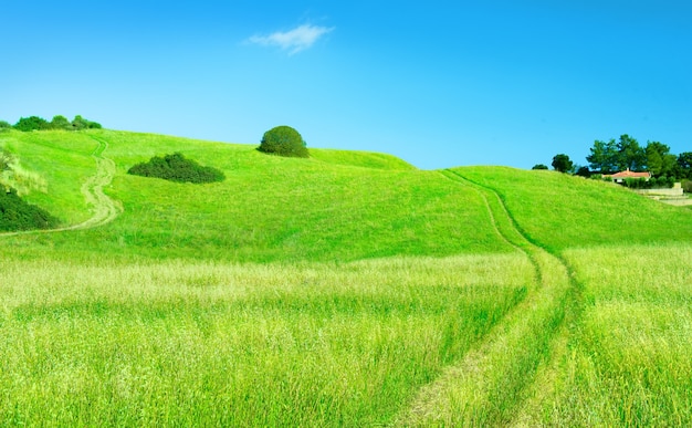 Paysage rural avec route de campagne à travers un champ d'avoine