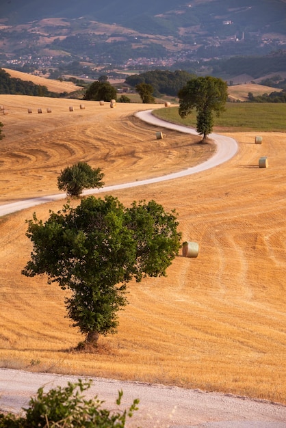 Paysage rural avec route sinueuse parmi les champs de campagne