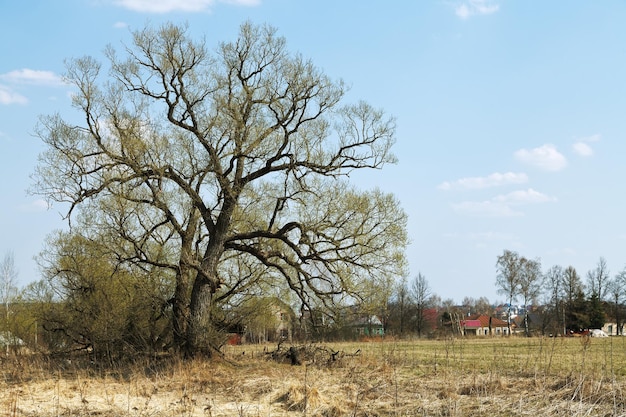 Paysage rural russe avec chêne et village