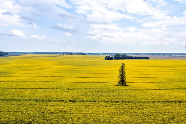 Paysage rural avec un sapin solitaire au milieu d'une journée de colza jaune par une journée ensoleillée