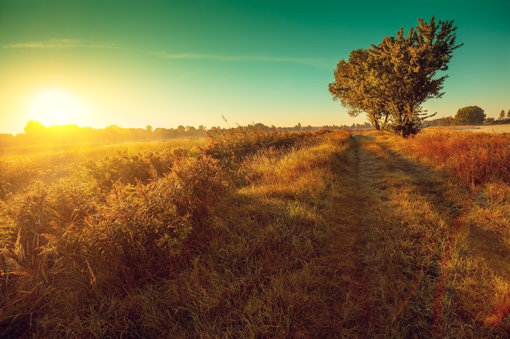 Photo paysage rural le soir. arbre dans le domaine contre le ciel coucher de soleil en automne