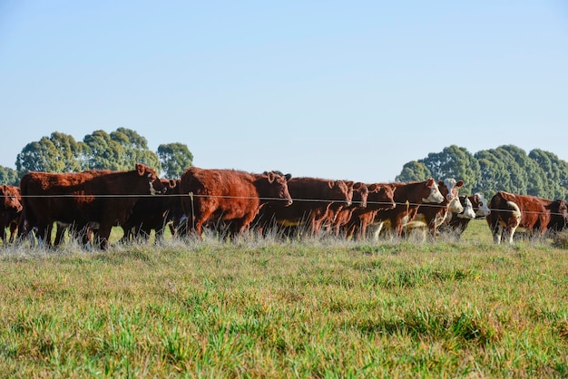 Paysage rural avec des vaches qui paissent à La Pampa, en Argentine