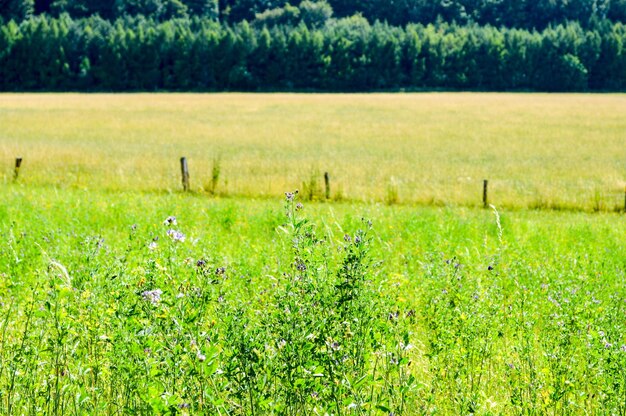 Photo le paysage rural