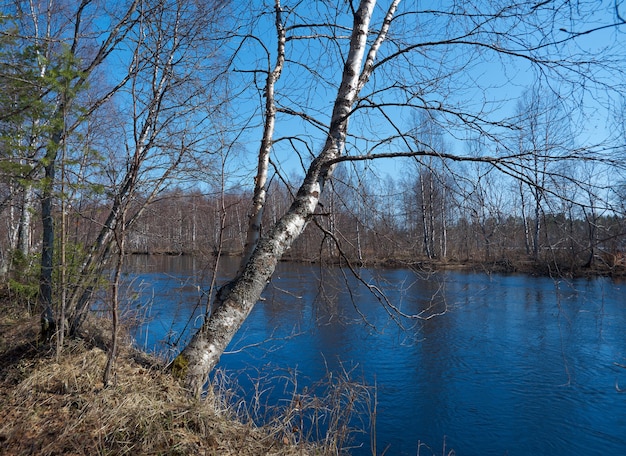 Paysage russe Inondations printanières sur la région de la rivière Arkhangelsk