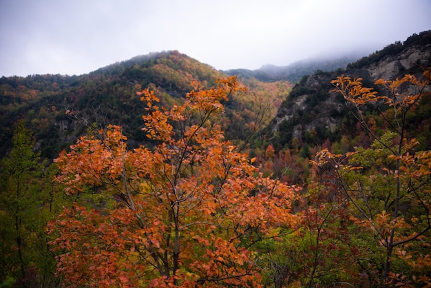 Paysage de saison d'automne avec des arbres et des plantes colorés