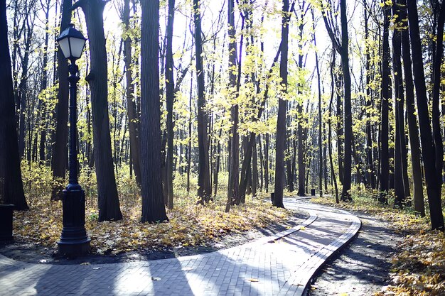 paysage de saison d'automne dans le parc, vue sur fond d'allée d'arbres jaunes