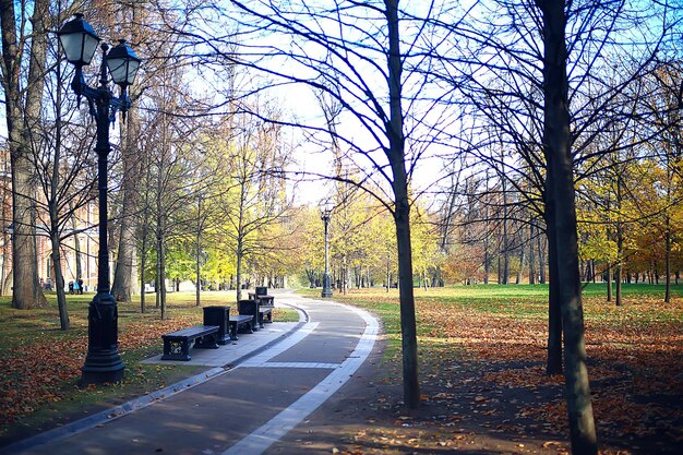 paysage de saison d'automne dans le parc, vue sur fond d'allée d'arbres jaunes