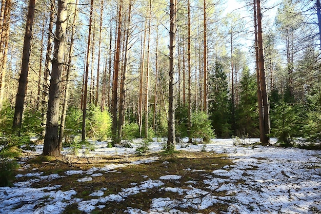 paysage saisonnier abstrait au début du printemps dans la forêt, les rayons du soleil et l'éblouissement vue sur la nature