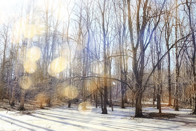 paysage saisonnier abstrait au début du printemps dans la forêt, les rayons du soleil et l'éblouissement vue sur la nature