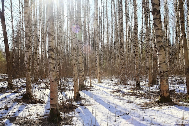 paysage saisonnier abstrait au début du printemps dans la forêt, les rayons du soleil et l'éblouissement vue sur la nature