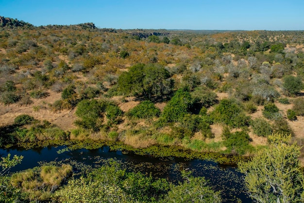 Paysage de savane africaine Kruger National Park Afrique du Sud