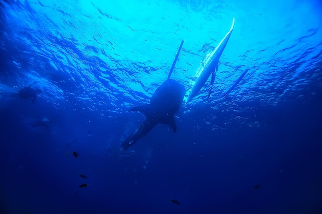 paysage de scène de requin-baleine / abstrait sous-marin gros poisson de mer, aventure, plongée, plongée en apnée