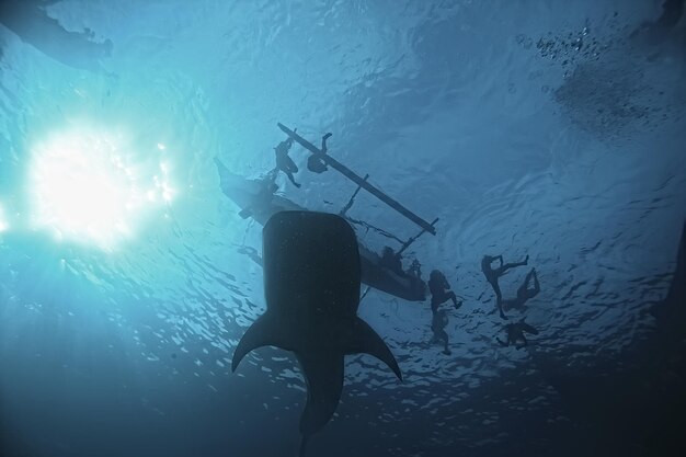 paysage de scène de requin-baleine / abstrait sous-marin gros poisson de mer, aventure, plongée, plongée en apnée