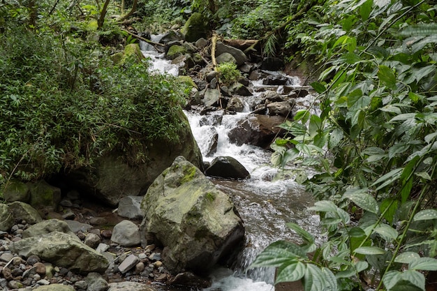 Paysage d'une seule chute d'eau sur la forêt tropicale