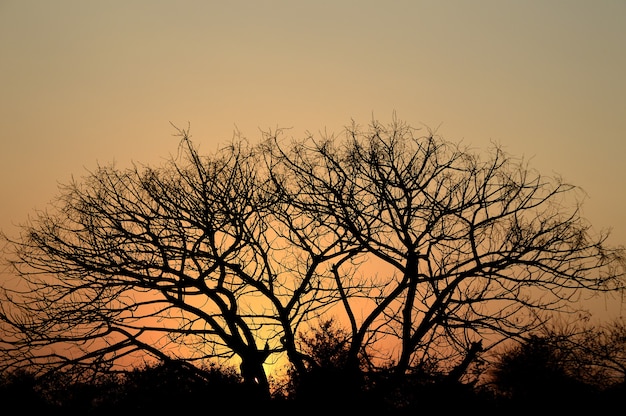 Paysage avec la silhouette des arbres au coucher du soleil. paysage de contre-jour,