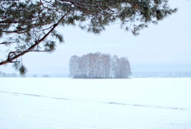 Paysage de soirée d'hiver avec des bouleaux et des pins enneigés. Branches dans le givre et la neige en hiver en Russie.