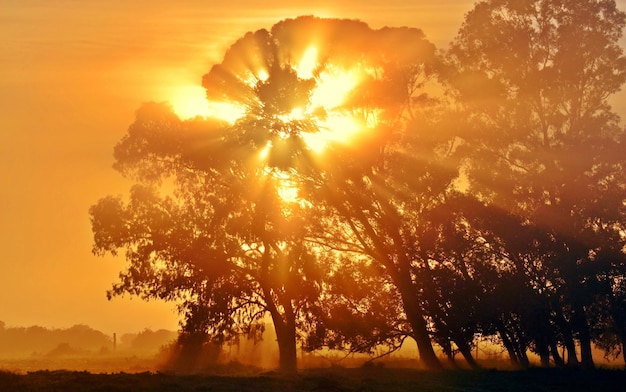 Paysage avec le soleil du matin qui brille à travers les eucalyptus dans le brouillard