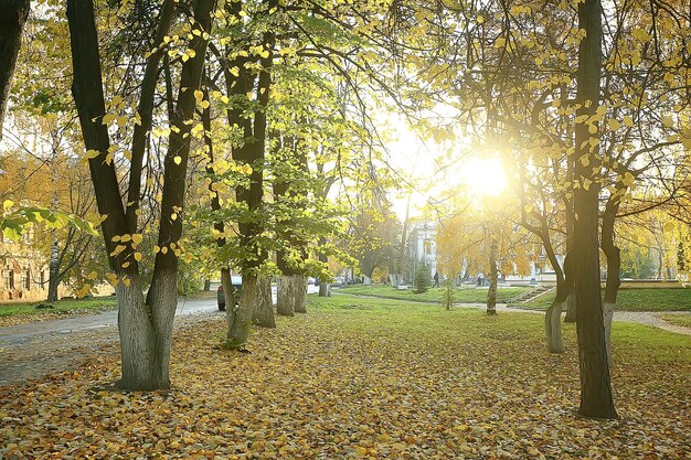 paysage de soleil de parc d'automne / paysage d'automne saisonnier dans un parc jaune, rayons de soleil au coucher du soleil en octobre