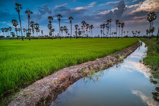 Paysage sous un ciel coloré pittoresque au coucher du soleil sur une rizière et des palmiers à sucre. Rizières et palmiers au coucher du soleil à Pathum Thani, Thaïlande
