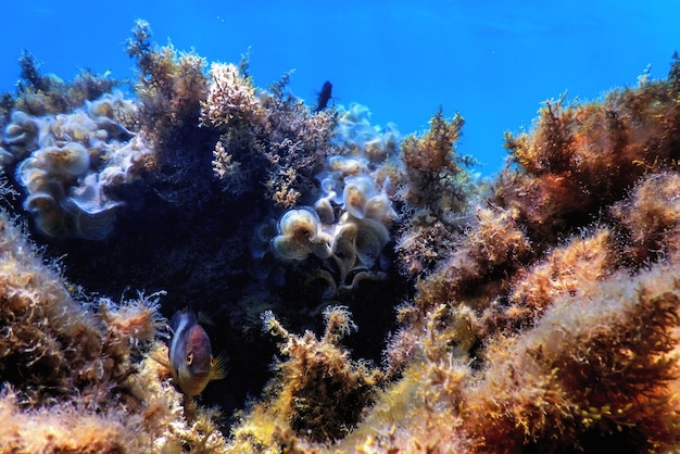 Le paysage sous-marin du récif avec des algues Arrière-plan souterrain bleu