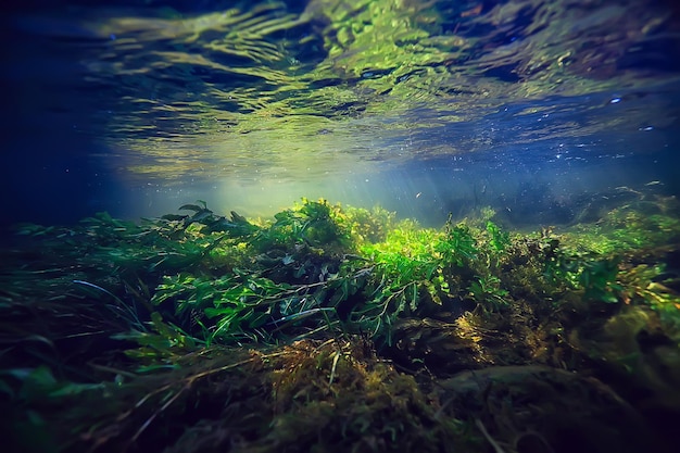 paysage sous-marin multicolore dans la rivière, eau claire aux algues, plantes sous l'eau