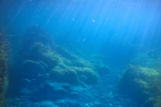 paysage sous-marin récif avec algues, mer nord, vue dans l'écosystème de la mer froide