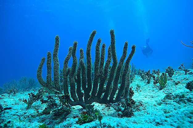 paysage sous-marin de récif de corail, lagon dans la mer chaude, vue sous l'écosystème de l'eau