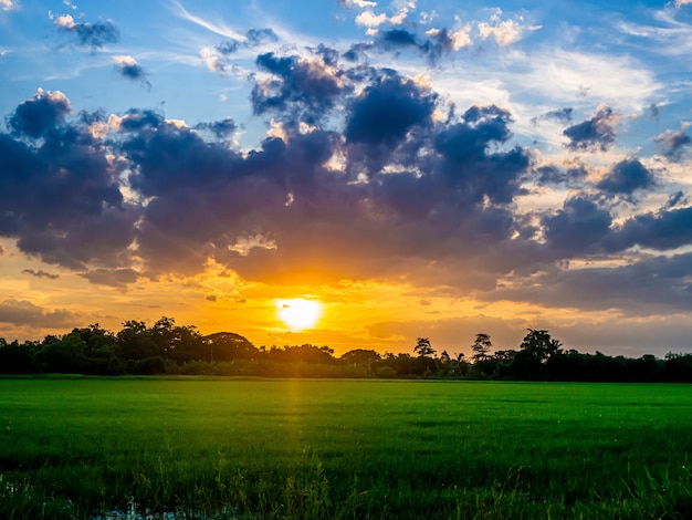 Paysage de suset avec champs verts