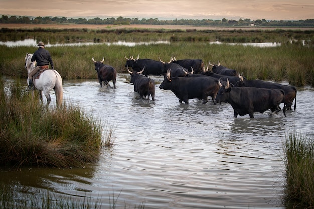 Paysage avec des taureaux et des gardiens en Camargue