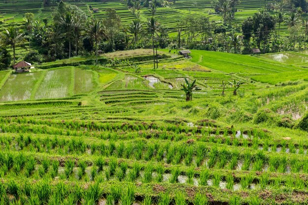 Paysage à la terrasse de riz de Jatiluwih à Bali Indonésie