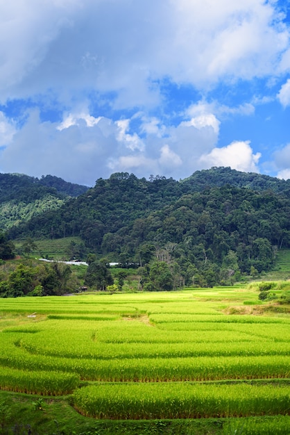 Paysage Terrasse Vert rizière au lever du soleil