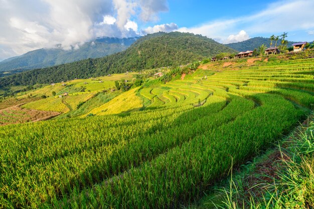 Photo paysage des terrasses de riz de pa pong piang avec une maison d'hôtes sur la montagne mae chaem chiang mai du nord