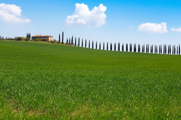 Paysage toscan avec allée de cyprès