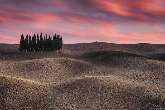 Paysage de Toscane avec cyprès et vagues de la terre au coucher du soleil mystérieux fond de paysage naturel