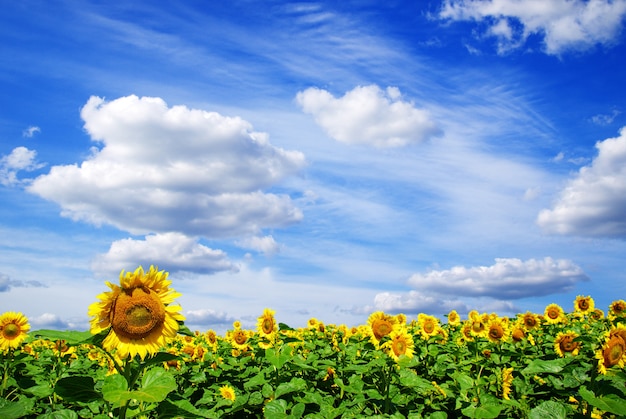 Paysage de tournesol