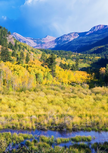 Paysage de trembles du Colorado