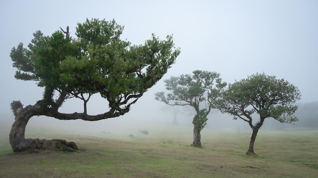 Paysage avec trois arbres sur un pâturage brumeux Madeira Portugal