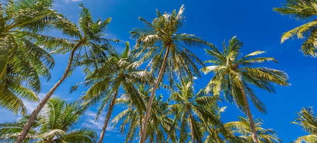 Paysage tropical Belles cimes luxueuses de cocotiers contre le ciel bleu Voyage touristique