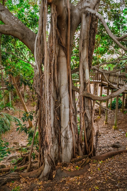 Paysage tropical avec des figuiers aux racines énormes à Balboa Park san Diego