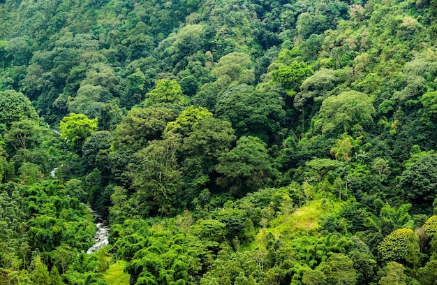 Paysage tropical des forêts