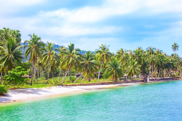 Paysage tropical de la mer Littoral avec une rangée de palmiers en pleine croissance