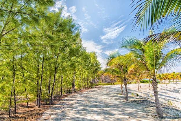 Paysage tropical de palmiers et d'arbres sur un chemin de sable blanc ou une route pour voir ou l'eau de mer par une journée ensoleillée sur fond de ciel bleu. Vacances d'été et vacances. Station balnéaire exotique idyllique.