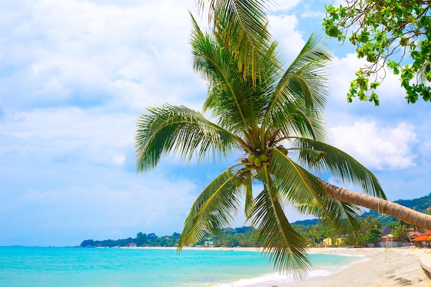 Paysage tropical par une journée ensoleillée Cocotier sur un rivage sablonneux incliné sur la mer