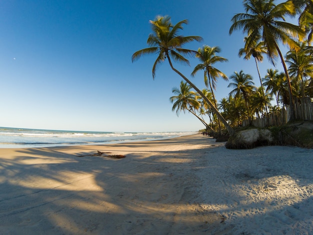 Paysage tropical avec plage avec cocotiers au coucher du soleil.