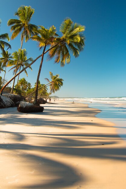 Paysage tropical avec plage avec cocotiers au coucher du soleil.