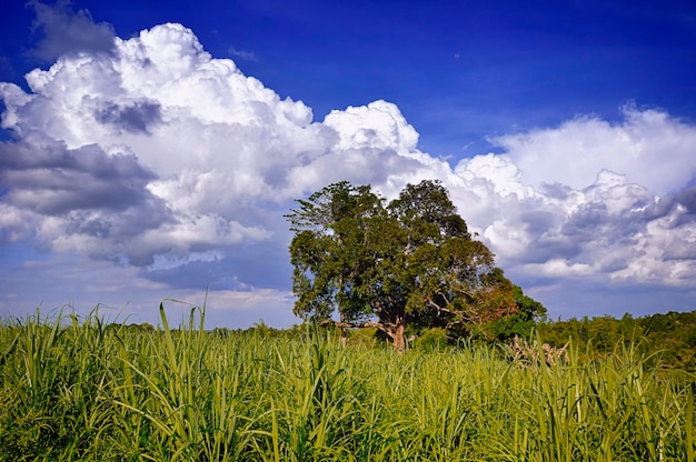 Paysage tropical