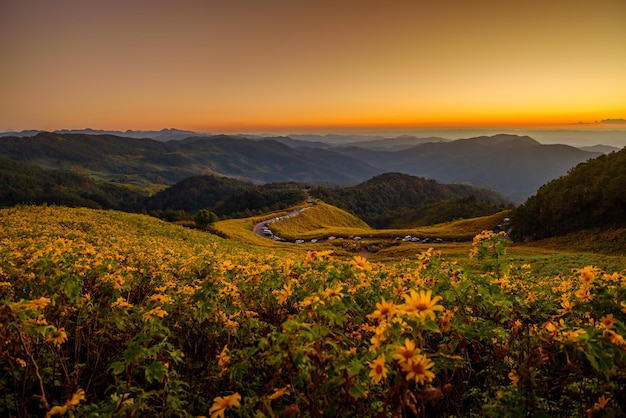 Paysage "Tung Bua Tong" ou champ de tournesol mexicain avec motif de montagne au ciel du lever du soleil, province de Maehongson (Mae Hong Son), Thaïlande.