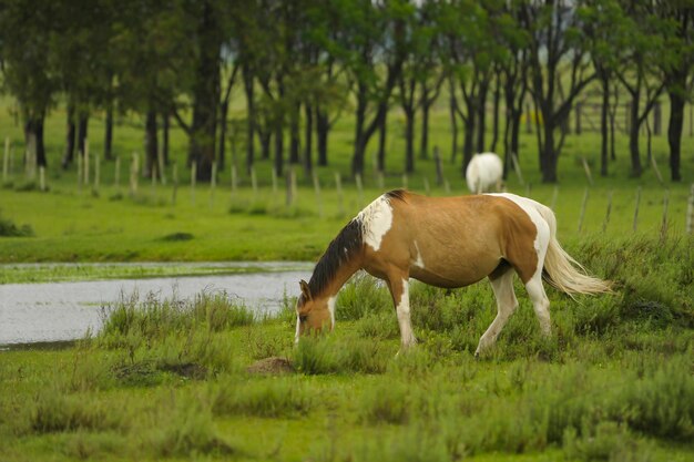 Paysage typique des prairies uruguayennes