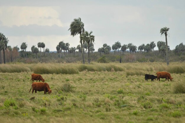 Paysage typique à travers les prairies uruguayennes