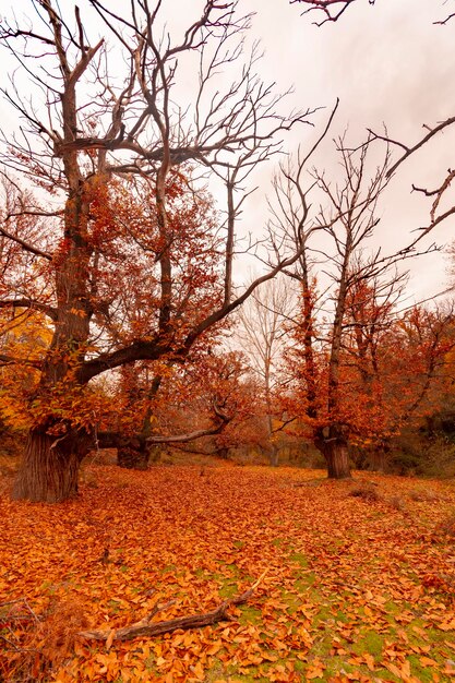 Paysage typiquement automnal dans les champs andalous